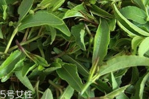 酸棗芽茶能長(zhǎng)期喝嗎 這茶就得長(zhǎng)喝