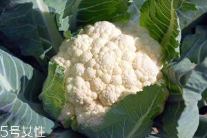 花菜怎么洗才干凈？一定要把蟲(chóng)子洗掉