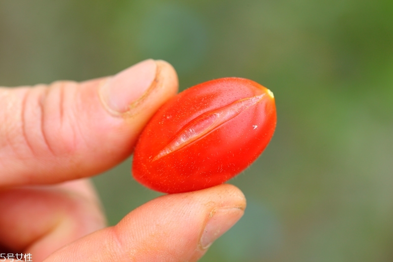 小番茄有哪些品種 小番茄的營(yíng)養(yǎng)成分介紹