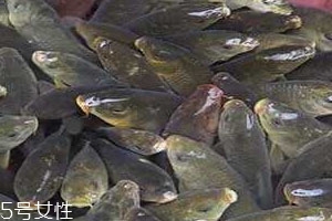 稻花魚(yú)好吃嗎 食譜推薦