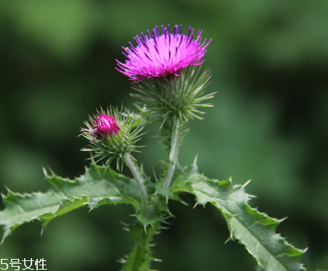 諾奧奶薊提取物膠囊怎么樣？效果還不錯(cuò)