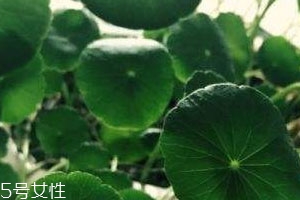 金錢(qián)草能治痔瘡嗎 治痔瘡配方