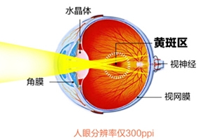 葉黃素和藍莓素哪個好？更推薦葉黃素