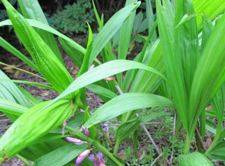 白芨什么時候種植好 白芨種植季節(jié)