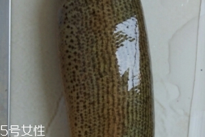 泥鰍是鯰魚嗎？泥鰍跟鯰魚不同