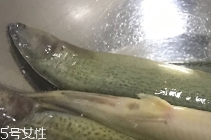 泥鰍會(huì)吃小魚(yú)嗎？這個(gè)是不會(huì)的