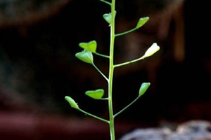 地菜花是什么菜？地菜花是熱性還是涼性