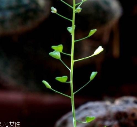 地菜花薺菜花煮雞蛋上午吃還是下午吃？