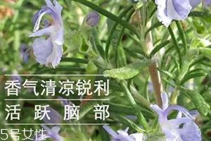 迷迭香精油怎么用？迷迭香精油使用注意事項(xiàng)