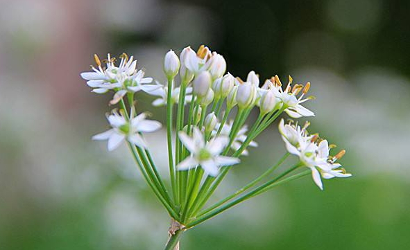 韭菜花多少錢一斤？韭菜花市場行情