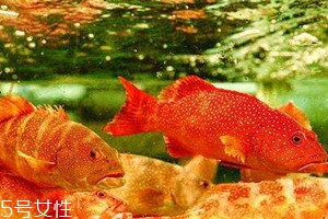 東星斑好還是石斑魚好 東星斑是石斑魚嗎