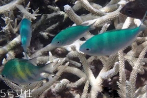 蘇眉魚(yú)多少錢一斤 蘇眉魚(yú)有毒嗎