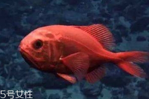 長壽魚好吃嗎 吃長壽魚的好處