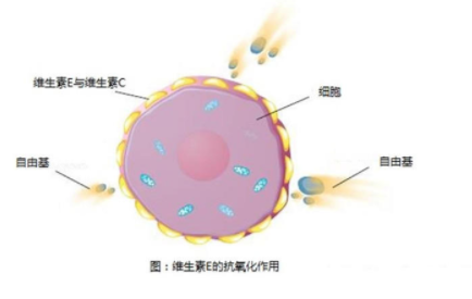 干性皮膚怎么抗衰老 干皮抗氧化牢記三個要點