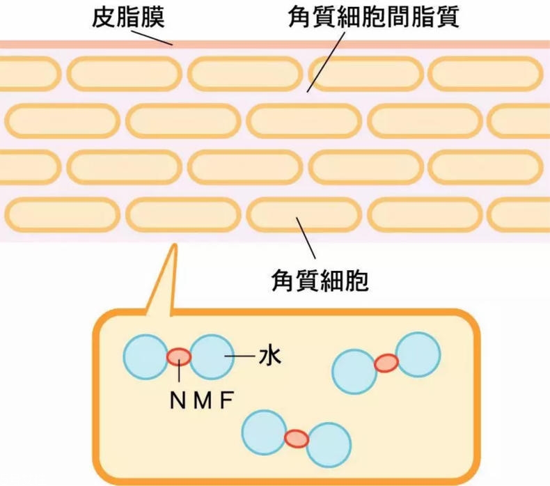 干性肌膚怎么抗皺 干性肌抗皺注意三點(diǎn)