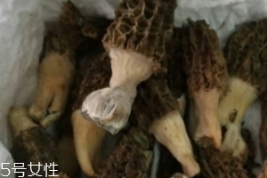 羊肚菌是怎么長出來的？