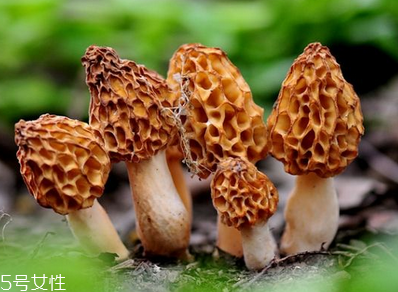 羊肚菌是發(fā)物嗎？羊肚菌屬于發(fā)物嗎？