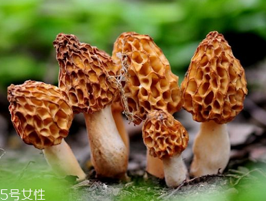 羊肚菌是什么顏色？羊肚菌是什么樣的