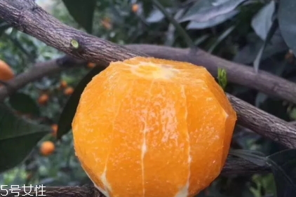 倫晚臍橙口感是酸的還是甜的？倫晚臍橙好吃嗎