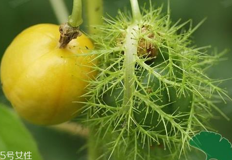 孕婦能吃龍珠果嗎 孕婦吃龍珠果的好處