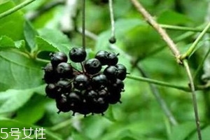 刺五加什么時(shí)候吃 刺五加片睡前多長(zhǎng)時(shí)間喝最好