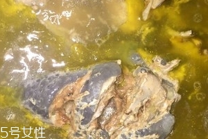 烏骨雞是烏雞嗎？烏骨雞是什么雞？