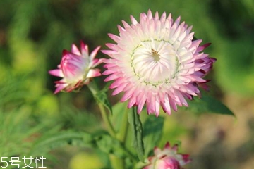 蠟菊精油能吃嗎 蠟菊精油的內(nèi)服方法