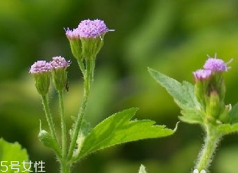 藿香和麝香是一樣嗎？藿香和麝香的區(qū)別