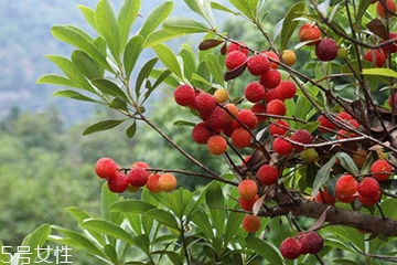 梅花是發(fā)物嗎？皮膚過敏的人能喝梅花茶嗎？