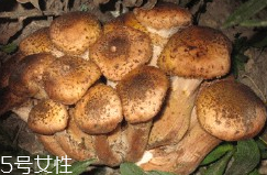 榛蘑的好處 榛蘑對(duì)人有什么益處？