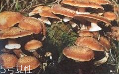 榛蘑是蘑菇嗎？榛蘑是什么蘑菇？