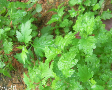 菊花腦和南瓜能一起吃嗎？菊花腦能和水果一起吃嗎？