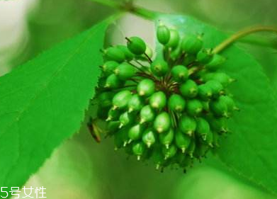 刺五加能不能做餃子餡？刺五加怎么做餃子餡？