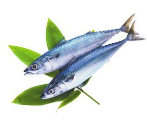 鲅魚(yú)是什么魚(yú) 鲅魚(yú)是海魚(yú)