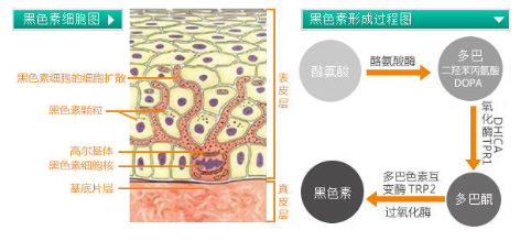 干性皮膚怎么去斑最好 堅(jiān)持3原則斑點(diǎn)拜拜