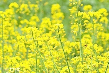 菜籽油是植物油嗎 必須是植物油