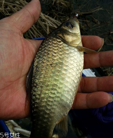 鯽魚是淡水魚嗎 淡水中長大