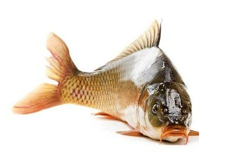 鰱魚(yú)身上有紅點(diǎn)能吃嗎 病死魚(yú)最好不要食用