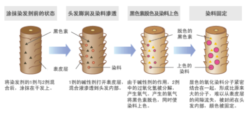 長效染發(fā)劑和短效染發(fā)劑哪個(gè)好 2種染發(fā)劑大pk