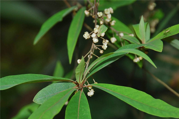 馬告是山胡椒 山胡椒怎么吃