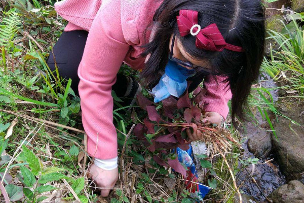 野生折耳根哪里能挖到？一次食用需控制在這個量