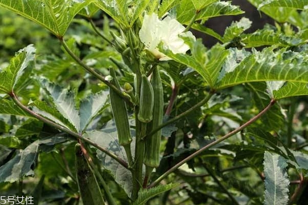 秋葵為什么要焯水 焯水后有兩個(gè)好處