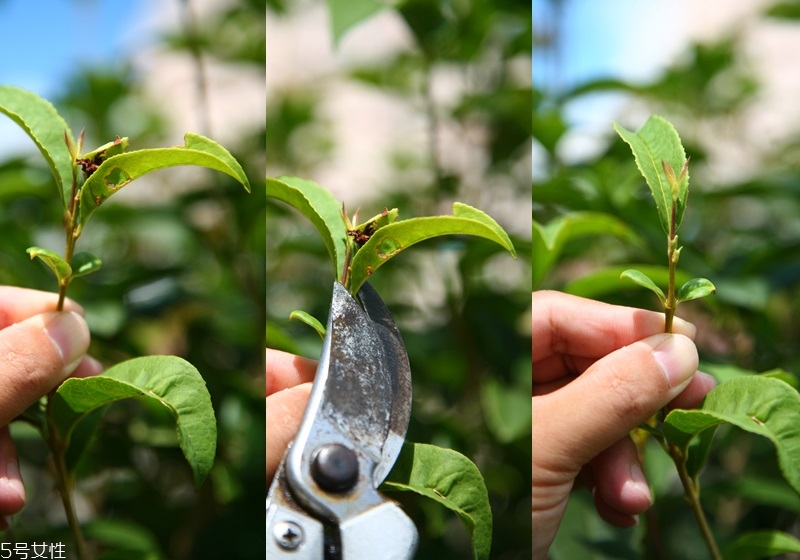 桂花盆栽的養(yǎng)殖方法 教你在家種花品香