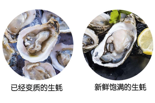 如何分辨生蠔肉質(zhì) 變質(zhì)和新鮮對(duì)比圖