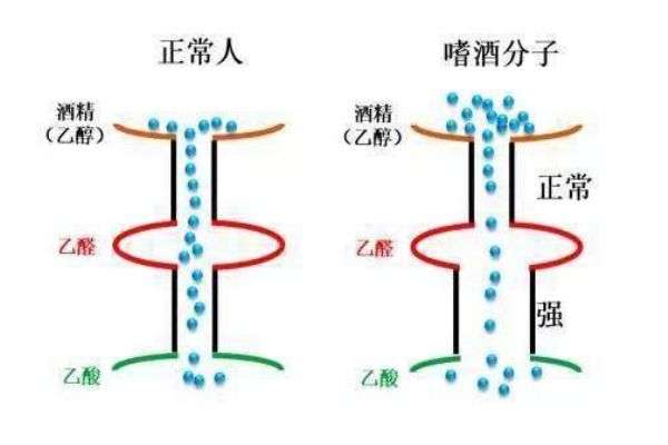 喝酒上臉的人酒量好嗎 喝酒上臉好不好