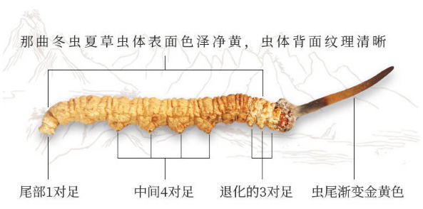 怎么挑冬蟲(chóng)夏草顏色 6個(gè)方面好壞對(duì)比圖