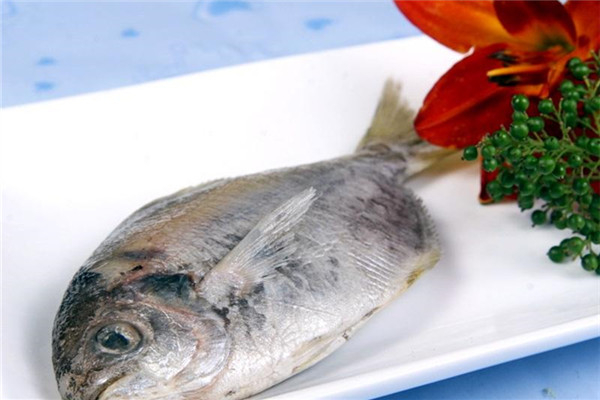 鯧魚(yú)有幾種種類(lèi) 你最?lèi)?ài)哪一種