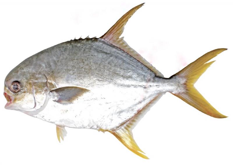 鯧魚(yú)有幾種種類(lèi) 你最?lèi)?ài)哪一種