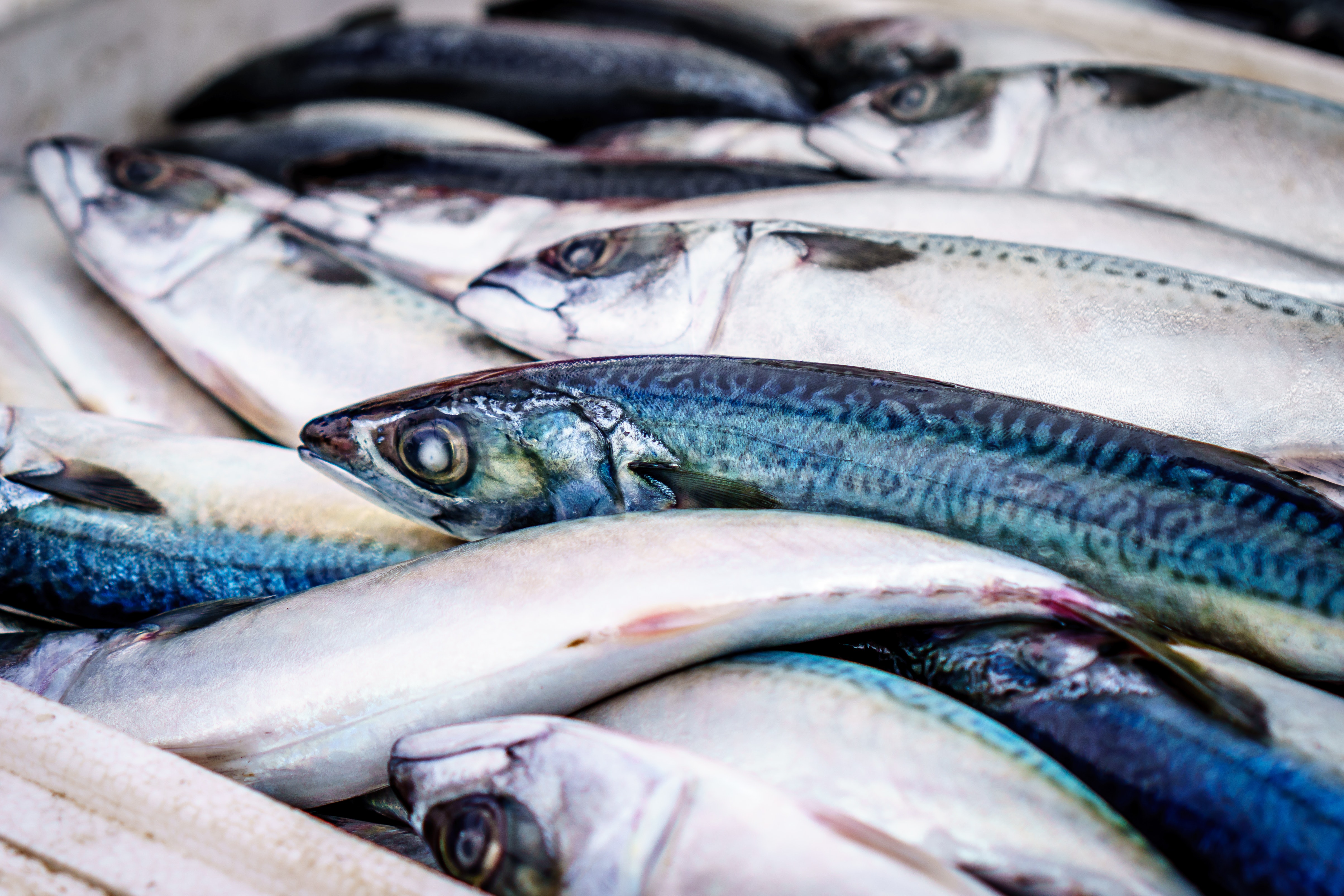 生魚膽可以吃嗎 生魚膽內(nèi)含有極強毒性