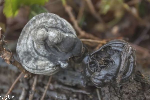 靈芝怎么吃效果最好 吃靈芝的功效